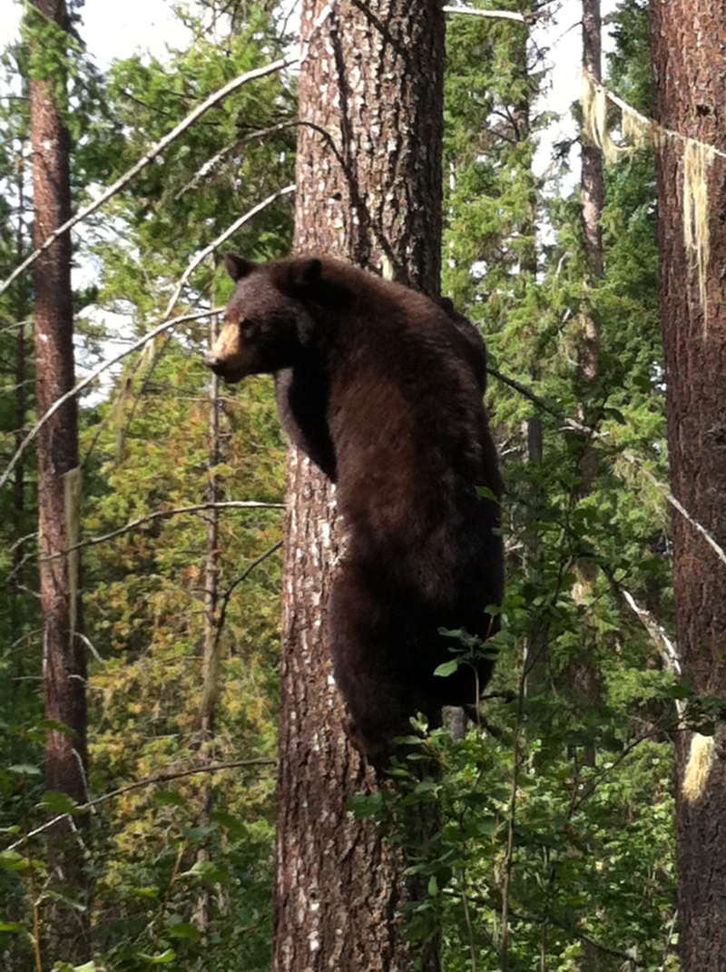 Bear up tree