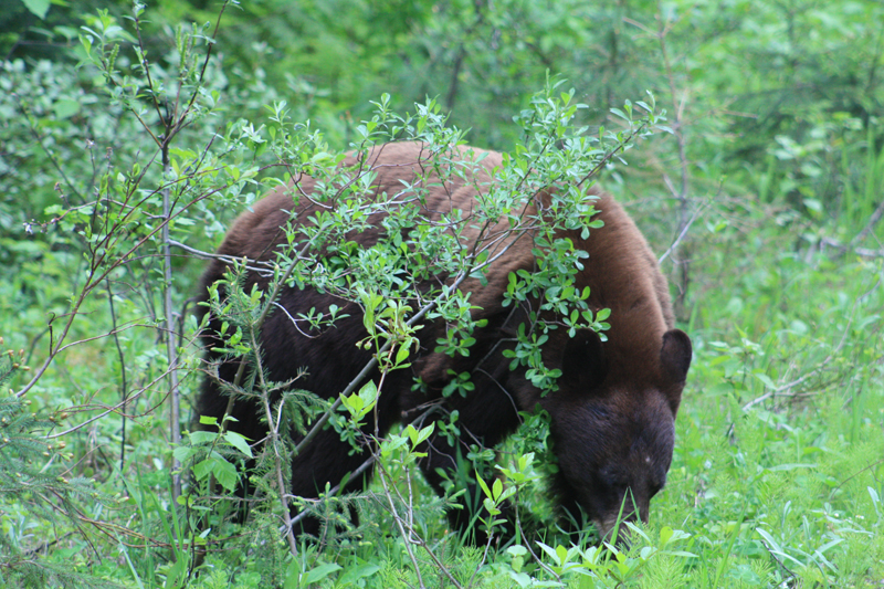 Black Bear