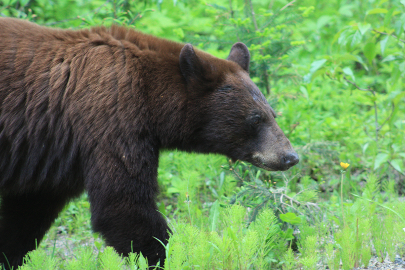 Black Bear