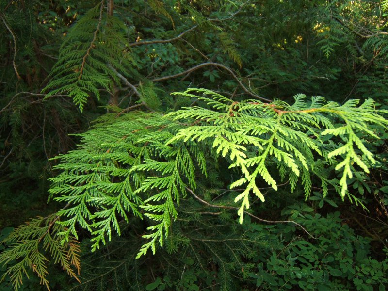 Cedar branches