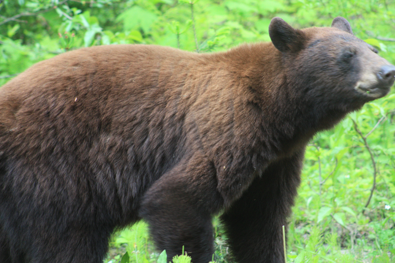 Black Bear