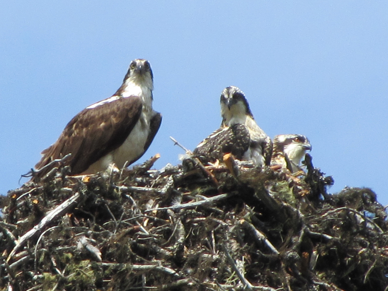 Murtle Lake Ospreys