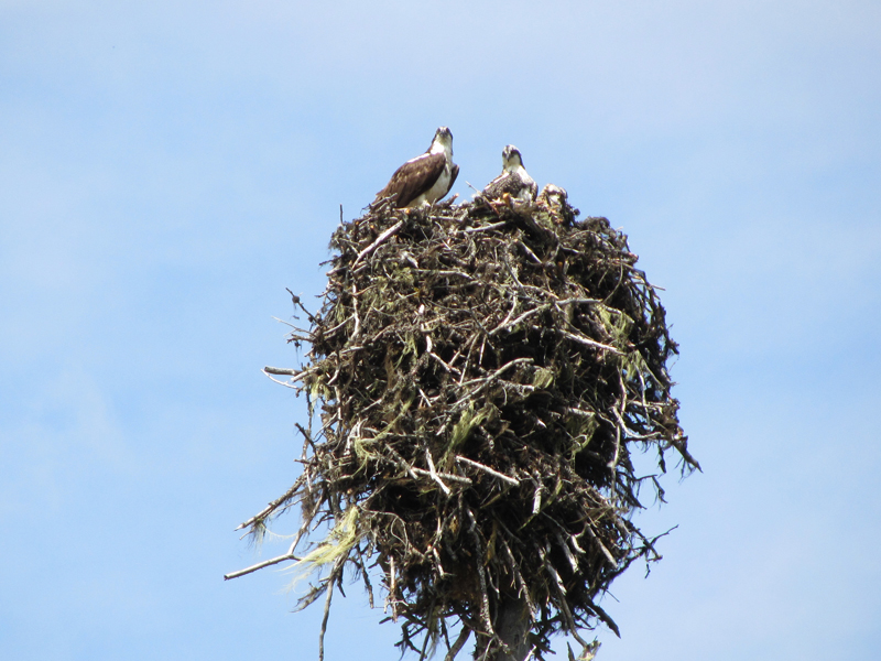 Murtle Lake Ospreys