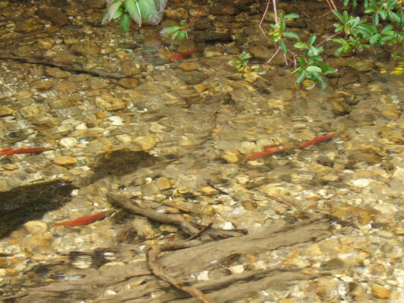 Spawning Kokanee