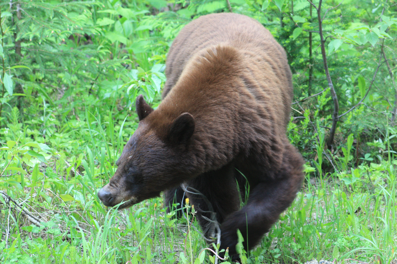 Black Bear