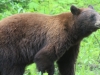 Black Bear