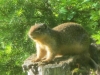 Columbian Ground Squirrel