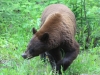 Black Bear