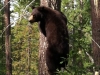 Bear up tree