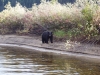 Murtle beach bear