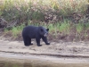 Murtle beach bear 2