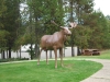 0 km Wells Gray  Information Centre - Jerry the moose