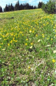 Trophy Meadows